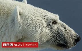 Beruang Menyerang Orang Berburu Babi Hutan